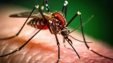 🩸 El CONICET confirma que en Arturo Seguí el mosquito del dengue es "a prueba de balas"