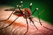 🩸 El CONICET confirma que en Arturo Seguí el mosquito del dengue es "a prueba de balas"