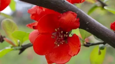 🌺 De City Bell a Villa Elisa: 10 plantas silvestres comestibles para recolectar en agosto