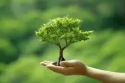 🌳 Día Nacional del Árbol: Reflexiones de Graciela Ramírez Gronda, especialista de Gorina
