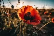 🌱 Guía de septiembre: ¿Qué plantas crecen en tu parque y podés recolectar para saborear?