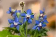🌸 Nutrición de octubre: Guía de platos naturales con plantas silvestres de City Bell y Villa Elisa