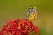 🟢 Festival de la Biodiversidad en el Parque Pereyra Iraola: ¿Cuándo es y de qué trata?