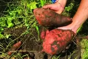 🌱 Aprendé gratis con el INTA en Villa Elisa: Agricultura familiar, residuos orgánicos y compostaje