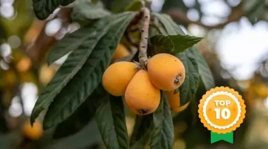 🟠 Níspero, totora y acacia negra: Top 10 de plantas silvestres para recolectar en noviembre