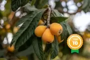 🟠 Níspero, totora y acacia negra: Top 10 de plantas silvestres para recolectar en noviembre