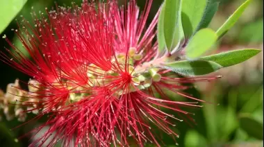 🌟 Top 10 diciembre: Las mejores plantas silvestres comestibles para cocinar rico, fácil y barato