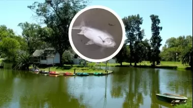🐟 Muerte masiva de peces en la República de los Niños: ¿Qué se sabe hasta el momento?