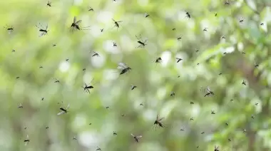 🦟 City Bell: Videos de la mayor invasión de mosquitos de los últimos 20 años