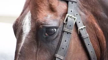 🚨 Vecino de Arturo Seguí en terapia intensiva por encefalitis equina: Nuevo caso en La Plata