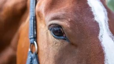 🐎 Alerta por brote: ¿Por qué se están muriendo caballos en City Bell y Villa Elisa?