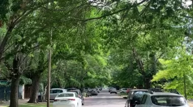 🌳 Descubrí el patrimonio arbóreo de City Bell en su primera expedición urbana