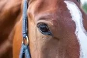 🐎 Alerta por brote: ¿Por qué se están muriendo caballos en City Bell y Villa Elisa?