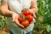 🍅 Feria Agroecológica en Villa Elisa: 2 kilos de tomate a $800 y más ofertas