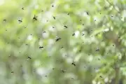 🦟 City Bell: Videos de la mayor invasión de mosquitos de los últimos 20 años