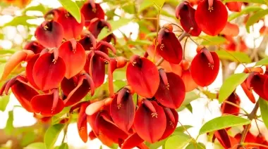 🏅 Sabores salvajes: Top 10 de plantas silvestres y comestibles para tus platos de enero