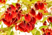 🏅 Sabores salvajes: Top 10 de plantas silvestres y comestibles para tus platos de enero