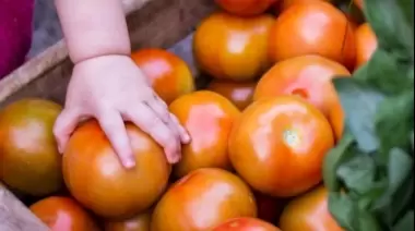 🥬 Feria verde con productos agroecológicos en Villa Elisa: 3 plantas de lechuga por $500