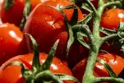 🍅 Misión sabor: Premian a la Estación Experimental Gorina por rescatar el tomate criollo