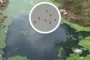 🦟 Mosquitos al ataque en City Bell: Piden soluciones urgentes a la Municipalidad de La Plata