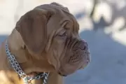 🐾 Villa Elisa: ¿Dónde estaba el criadero ilegal de Dogo de Burdeos?