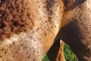 🦟 3 plazas de City Bell y Camino Centenario: Siguen fumigando por invasión histórica de mosquitos