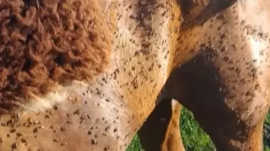 🦟 3 plazas de City Bell y Camino Centenario: Siguen fumigando por invasión histórica de mosquitos