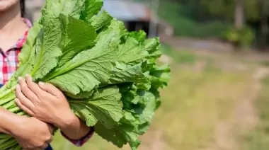 🌽 Este finde en Villa Elisa: Verdurazo y feria con productores locales