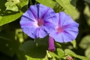 🌱 Renová tus platos con estas 10 plantas silvestres comestibles de City Bell y Villa Elisa