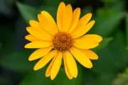 😋 10 plantas silvestres para preparar alimentos ricos y naturales en City Bell y Villa Elisa