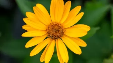 😋 10 plantas silvestres para preparar alimentos ricos y naturales en City Bell y Villa Elisa