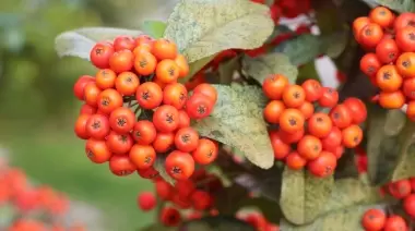 🥗 ¿Cómo usar el Espino de Fuego y otras 9 plantas silvestres en mis alimentos?