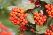 🥗 ¿Cómo usar el Espino de Fuego y otras 9 plantas silvestres en mis alimentos?