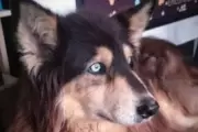 🐶 El perro más querido de City Bell tendrá su homenaje en la Plaza Belgrano