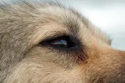 🔴 Maltrato animal en City Bell: Perros en peligro, amenazas y silencio oficial
