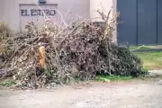🌳 Poda acumulada en barrio de City Bell al que le sacaron su delegación