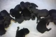 ❤️ Bomberos héroes en Villa Elisa: Rescataron a una perrita que dio a luz en un caño
