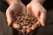 🌻 Intercambio de semillas, feria y talleres en Villa Elisa: ¿Cuándo?