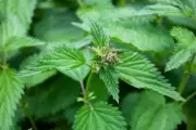 🍃 Secretos de la ortiga: Usos de la planta silvestre que abunda en City Bell y Villa Elisa