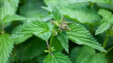 🍃 Secretos de la ortiga: Usos de la planta silvestre que abunda en City Bell y Villa Elisa