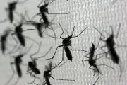 🦟 El CONICET explica: ¿Por qué hay menos mosquitos en City Bell, Gonnet y Villa Elisa?