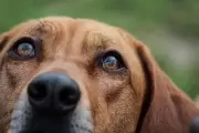 🐶 Atendé gratis a tus mascotas en Cantilo: Vacunación y castración en City Bell