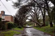🌲 Ecosistema quebrado en Villa Elisa por tala de pinos centenarios
