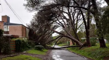 🌲 Ecosistema quebrado en Villa Elisa por tala de pinos centenarios