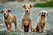 🐾 En City Bell los "Callejeritos" tienen sus guardianas hace más de 20 años