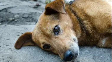 🐶 Callejeritos Villa Elisa pausa sus rescates por 15 millones de razones: ¿Cómo ayudar?