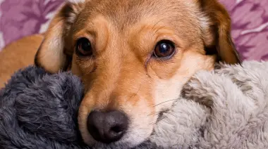 🐾 Vacunación antirrábica en Villa Elisa: El Depo y la UNLP unidos por las mascotas