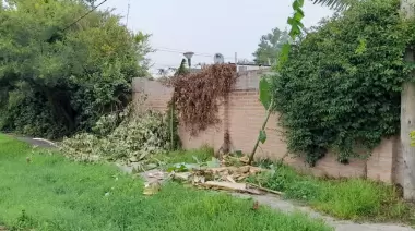 Reclamos desde Savoia y Gorina: Árboles sin control y luminarias sin funcionar