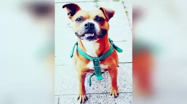 Se convirtió en héroe: Un perro salvó de un robo a una familia en City Bell