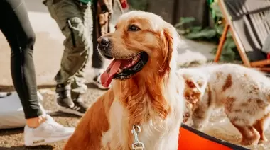 Amor animal: Vacunación antirrábica gratuita en 2 localidades de la Zona Norte platense